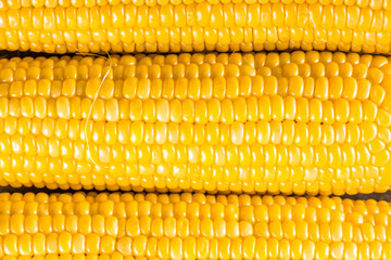 Corn background