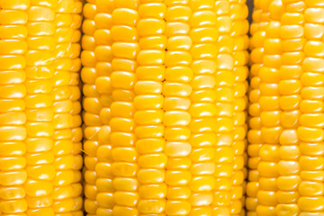 Corn background