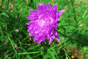 purple flower