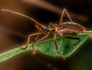   Save Download Preview a red insect on a leaf near a waterfall in the rain forest in eastern of Thailand