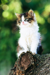 portrait of a kitten sitting on a tree branch in a garden on a background of green foliage