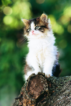 portrait of a kitten sitting on a tree branch in a garden on a background of green foliage