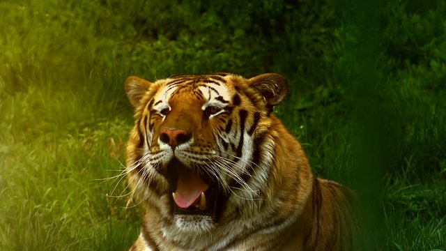 Close up of a siberian tiger 