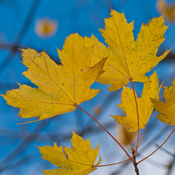 Yellow autumn maple foliage