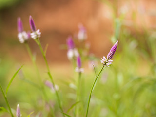 Purple grass green leaves.