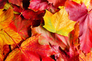 Background of leaves. Autumn falled leaves as a background. Maples yellow, red and orange leaves.