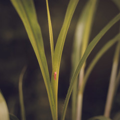 Fototapeta premium Insects sit in red grass.