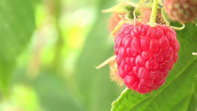 Raspberriy, Growing Organic Berries closeup, Ripe raspberry in the fruit garden
