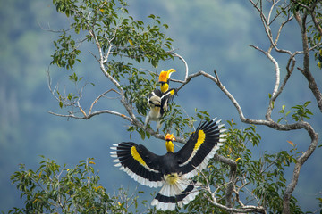 Lovers of Great hornbill are cheerful  © chamnan phanthong
