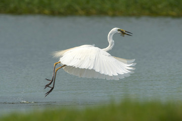 Great egret is catching fish