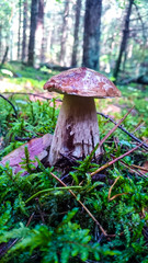 Mushroom Boletus. Nature Element