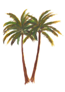 Hand drawn acrylic vibrant summer green palm tree isolated on white background