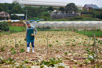 Artichoke harvest