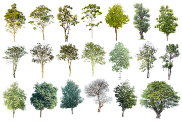 Fototapeta premium Set Of Tree Isolated On White Background, Tropical Tree Isolated Used For Design, Advertising And Architecture.