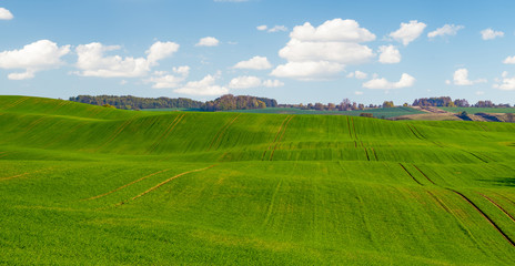 autumn on the fields in Germany, green winter chestnut, blue sky and colorful leaves on the trees