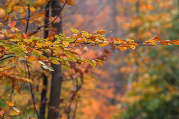 GOLDEN AUTUMN - Seasons in the beech forest