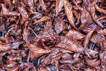 Dry wet leaves on the floor background.