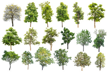 Set Of Tree Isolated On White Background, Tropical Tree Isolated Used For Design, Advertising And Architecture.