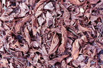 Dry leaves on the floor background.