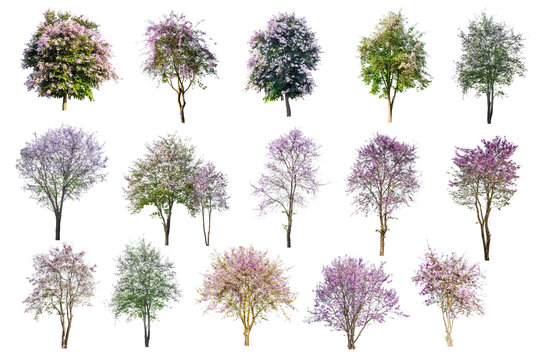 Collection Of Pink Flowers Trees Isolated On White Background.