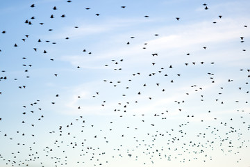 Migration of birds
