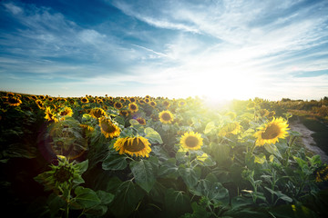 Fototapeta premium Sunflowers in the field