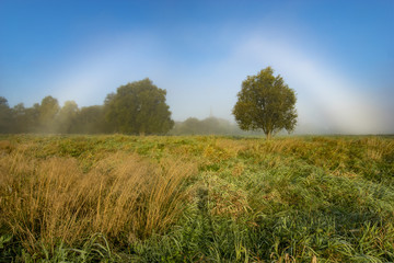 Fototapeta premium Fog bow,Rainbow fog in the meadow