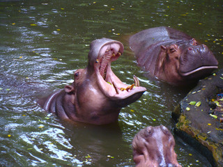 yawning Hippo