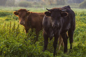 young bulls in the morning light on the pasture