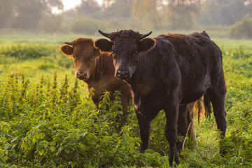 young bulls in the morning light on the pasture