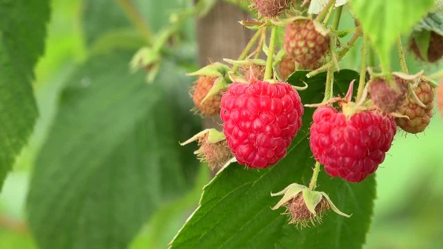 Raspberriy, Growing Organic Berries closeup, Ripe raspberry in the fruit garden
