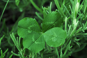 Four-leaf clover