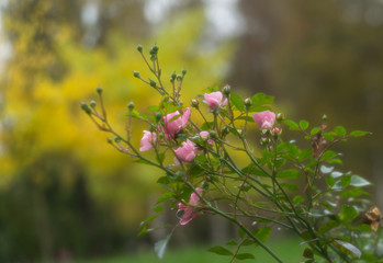 A bush of pink roses in the park on the background of autumn trees. Selective focus.