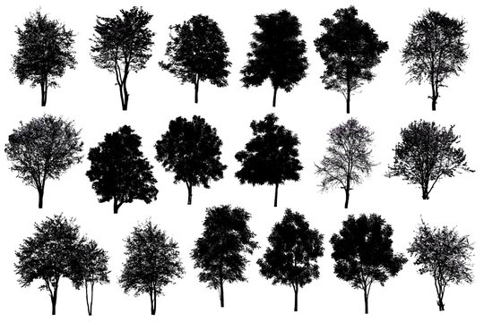 Collection Of Silhouette Of tree Isolated On White Background