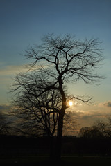 Fototapeta na wymiar Tree at sunset near Louvre Museum in Paris