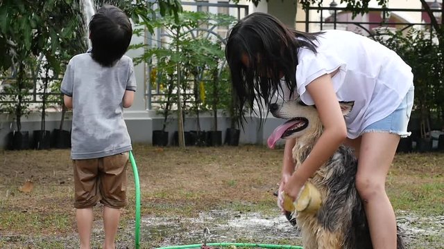Asian children wash siberian huskydog on summer day slow motion 