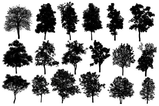Fototapeta Collection Of Silhouette Of tree Isolated On White Background