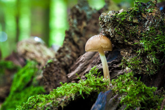 Fresh young mushroom sprouting through moss and undergrowth of on a wet autumn day in the forest