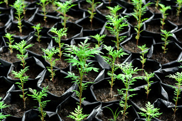 many  young  trees in plastic bag at farm nursery  with lights in the morning
