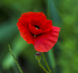Obraz premium poppy. red poppy. Some poppies on green field in sunny day