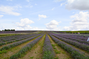 People walking amongst lavender fields and taking cuttings on farm in Hitchin Hertfordshire England