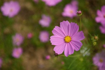 コスモス
