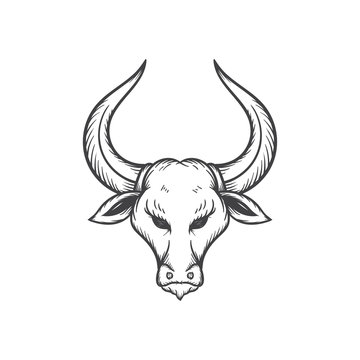 bull head vector illustration