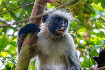 Zanzibar red colobus or Procolobus kirkii