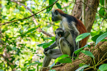 Zanzibar red colobus or Procolobus kirkii