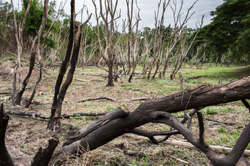 After Forest Fire