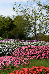 Fototapeta premium 秋の公園 花壇