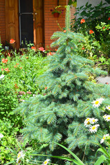 Growing Your Own Christmas Tree in the Garden. © bildlove