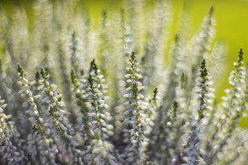 Autumn heather with bokeh