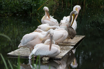 pelicans
